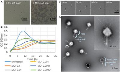 Larger Than Life: Isolation and Genomic Characterization of a Jumbo Phage That Infects the Bacterial Plant Pathogen, Agrobacterium tumefaciens